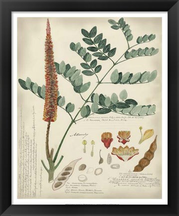 Framed Botanical by Descube II Print