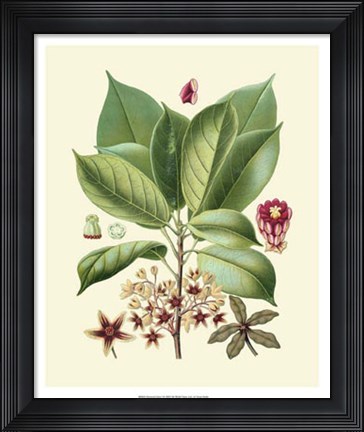 Framed Botanical Glory I Print