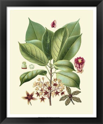 Framed Botanical Glory I Print