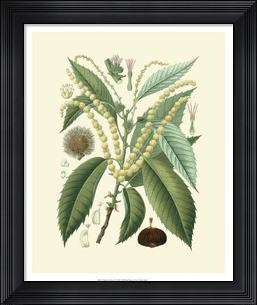 Framed Botanical Glory II Print