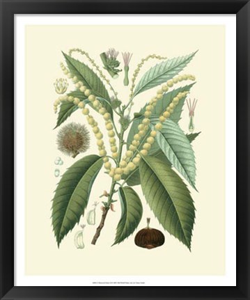 Framed Botanical Glory II Print
