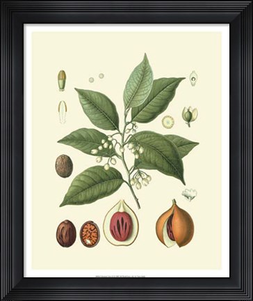 Framed Botanical Glory III Print