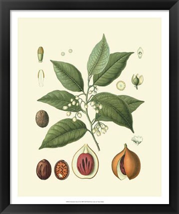 Framed Botanical Glory III Print