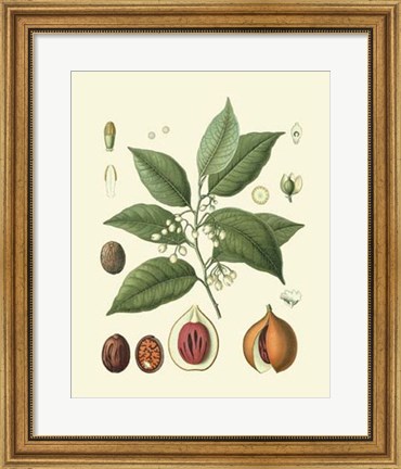 Framed Botanical Glory III Print