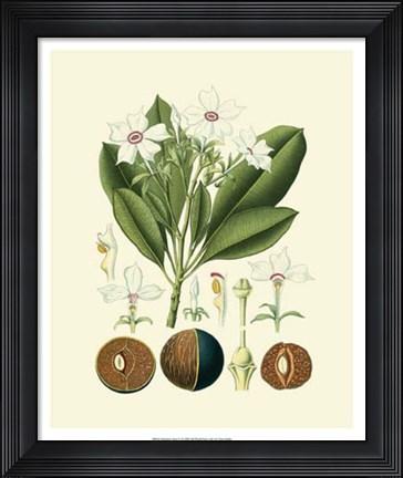 Framed Botanical Glory IV Print