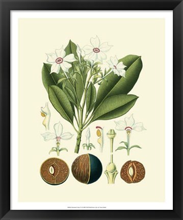 Framed Botanical Glory IV Print