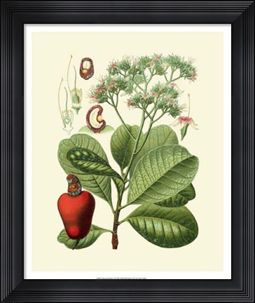 Framed Botanical Glory V Print