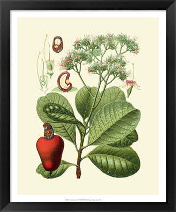 Framed Botanical Glory V Print