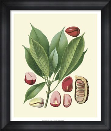 Framed Botanical Glory VI Print