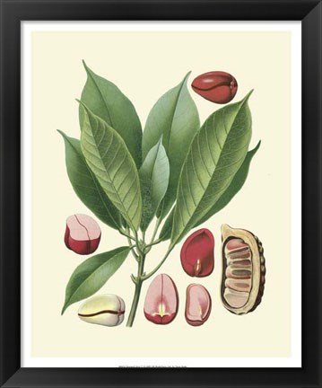 Framed Botanical Glory VI Print