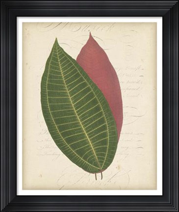 Framed Textured Leaf Study I Print