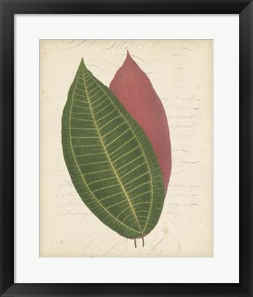 Framed Textured Leaf Study I Print