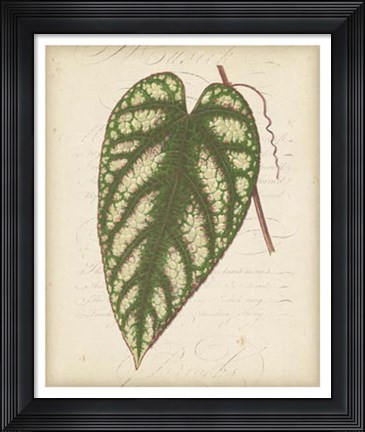 Framed Textured Leaf Study II Print