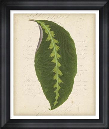 Framed Textured Leaf Study III Print