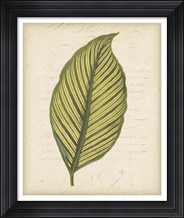 Framed Textured Leaf Study IV Print