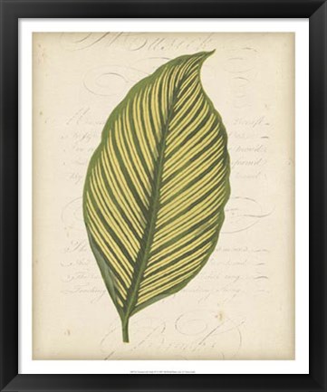 Framed Textured Leaf Study IV Print