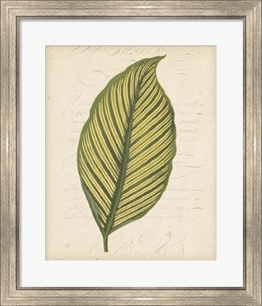 Framed Textured Leaf Study IV Print