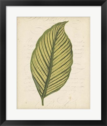 Framed Textured Leaf Study IV Print