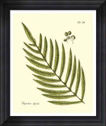 Framed Antique Fern I Print