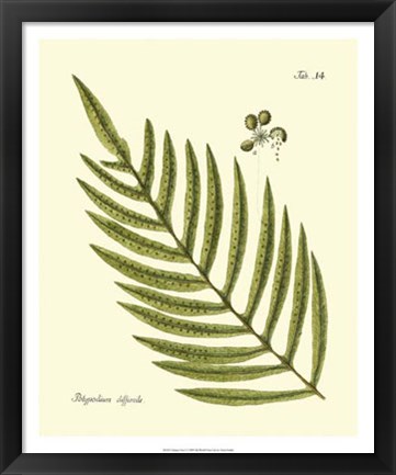 Framed Antique Fern I Print