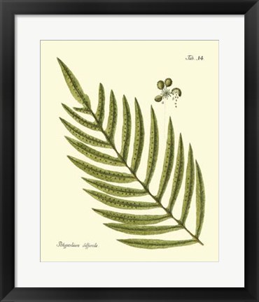 Framed Antique Fern I Print