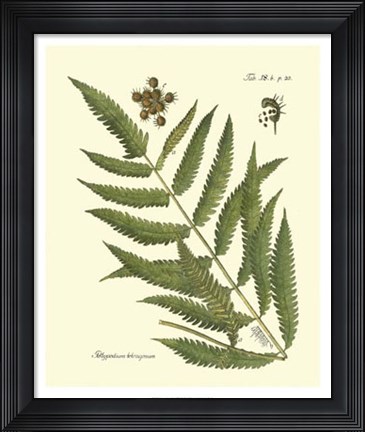 Framed Antique Fern II Print