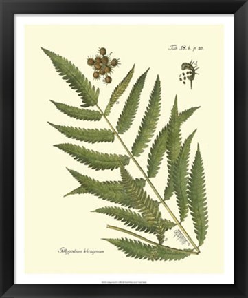 Framed Antique Fern II Print