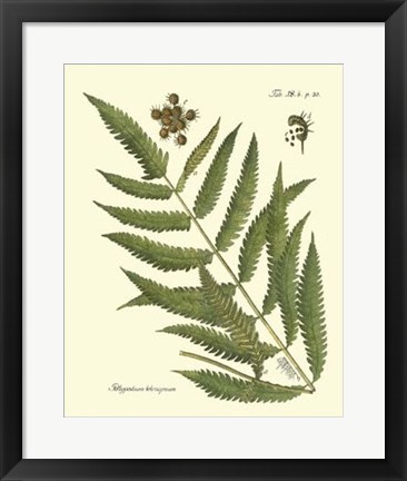 Framed Antique Fern II Print