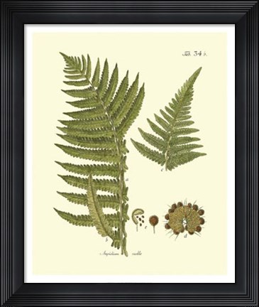 Framed Antique Fern III Print