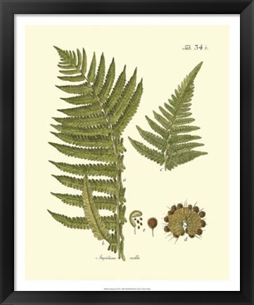 Framed Antique Fern III Print