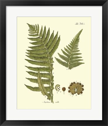 Framed Antique Fern III Print