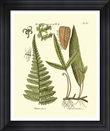 Framed Antique Fern IV Print