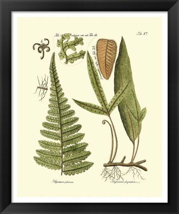 Framed Antique Fern IV Print