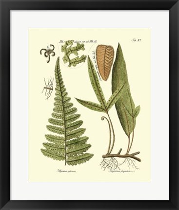 Framed Antique Fern IV Print