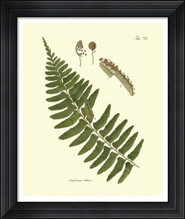 Framed Antique Fern V Print