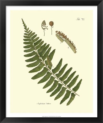 Framed Antique Fern V Print