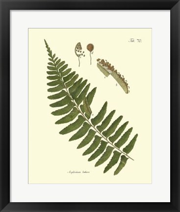 Framed Antique Fern V Print