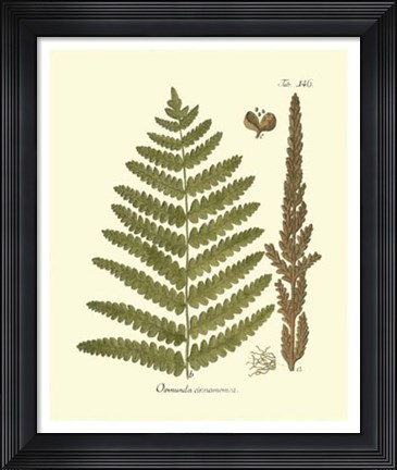 Framed Antique Fern VI Print