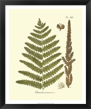 Framed Antique Fern VI Print