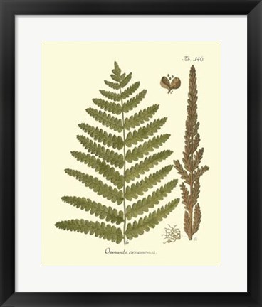 Framed Antique Fern VI Print