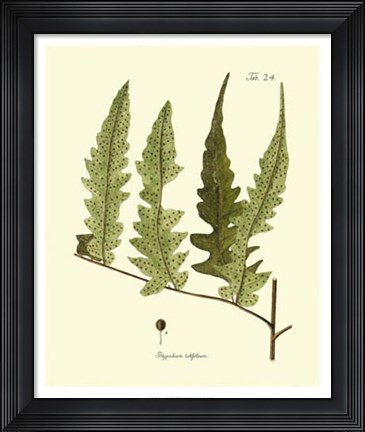 Framed Antique Fern VII Print