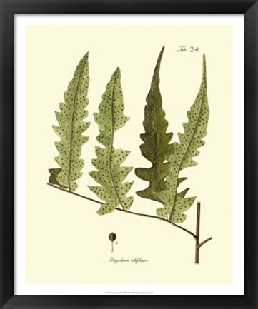 Framed Antique Fern VII Print