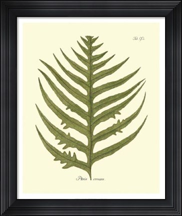 Framed Antique Fern VIII Print