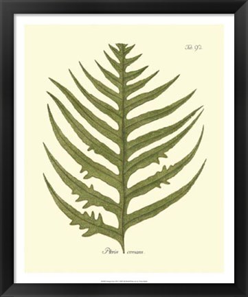 Framed Antique Fern VIII Print