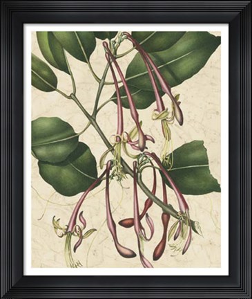 Framed Botanic Beauty I Print