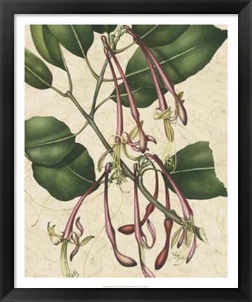 Framed Botanic Beauty I Print