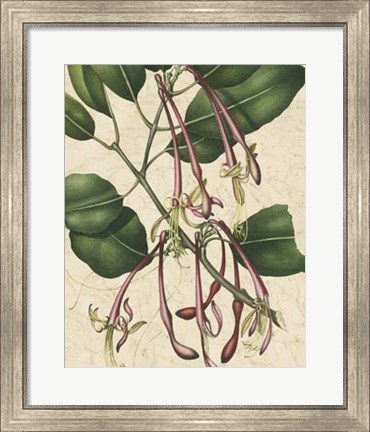 Framed Botanic Beauty I Print