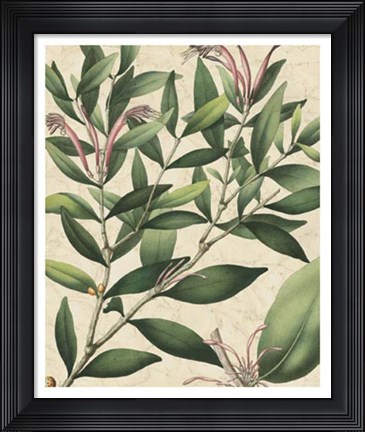 Framed Botanic Beauty II Print