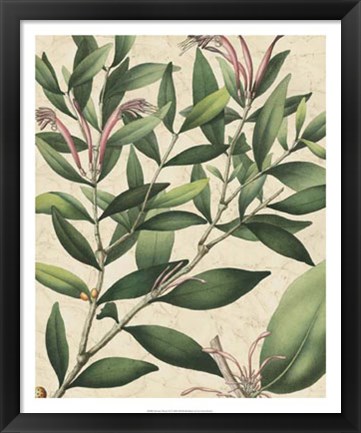 Framed Botanic Beauty II Print