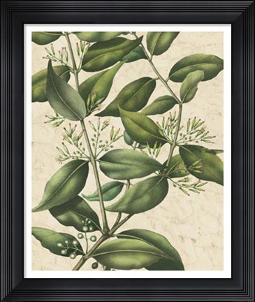 Framed Botanic Beauty III Print